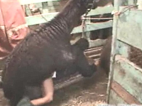 肛門にラマのチンコをハメられて糞が漏れる熟女