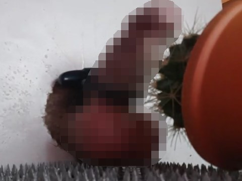 サボテンとスパイクでSM系センズリを楽しむM男